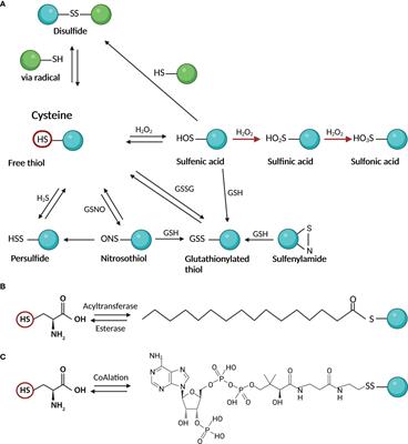 Cysteine residues in signal transduction and its relevance in pancreatic beta cells